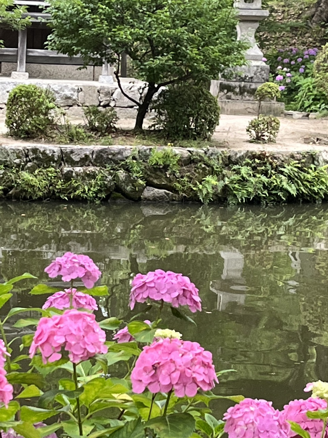 池のほとりに咲く鮮やかなピンク色の紫陽花