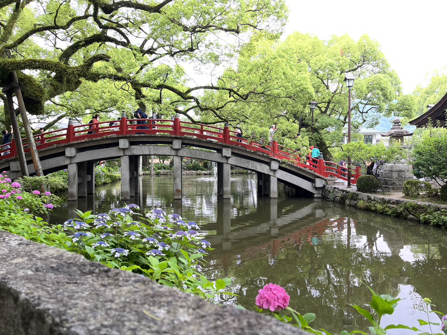 朱色の太鼓橋を背景に咲く青い紫陽花