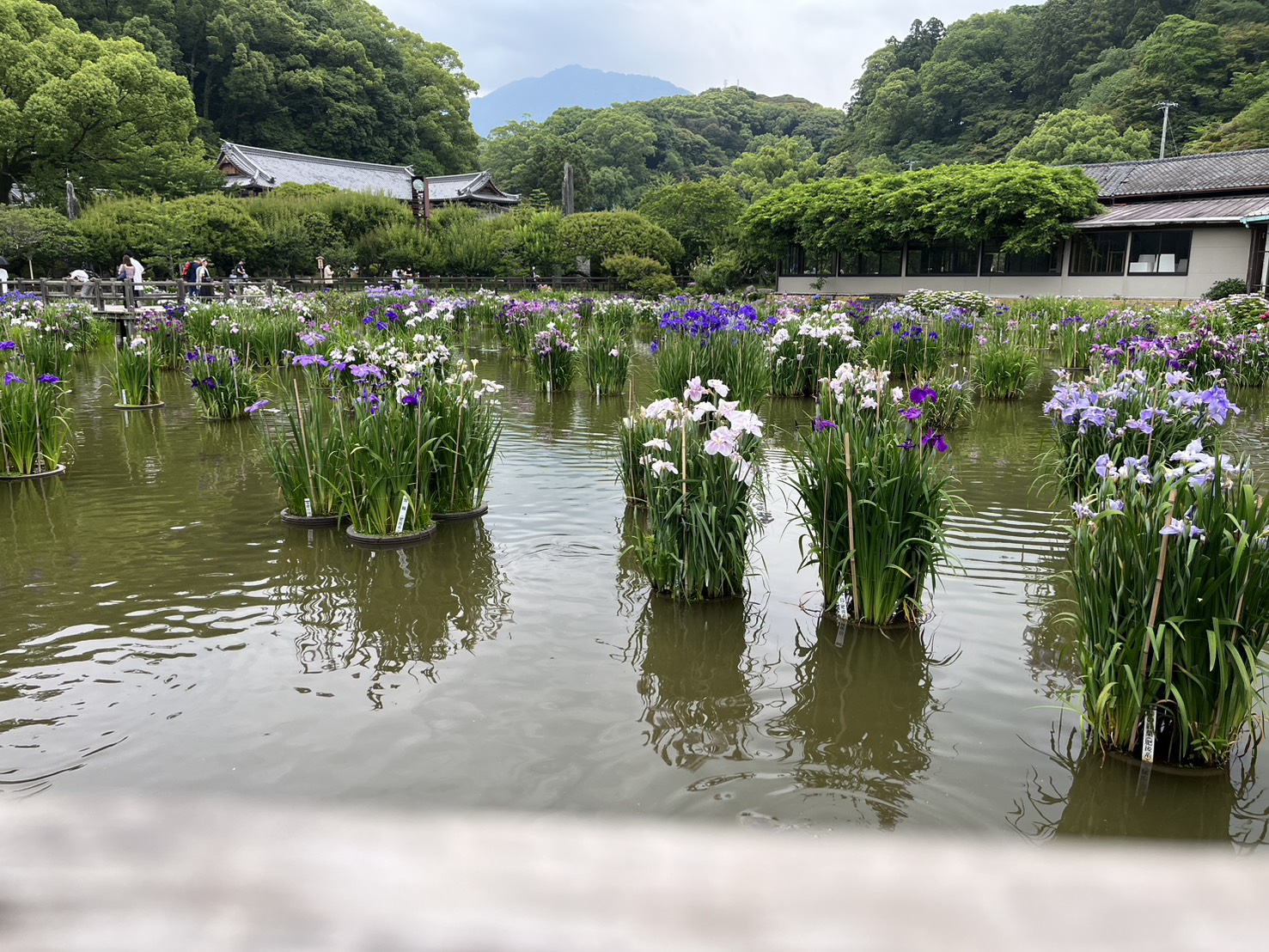 池の中に植えられた紫や白の菖蒲の花々