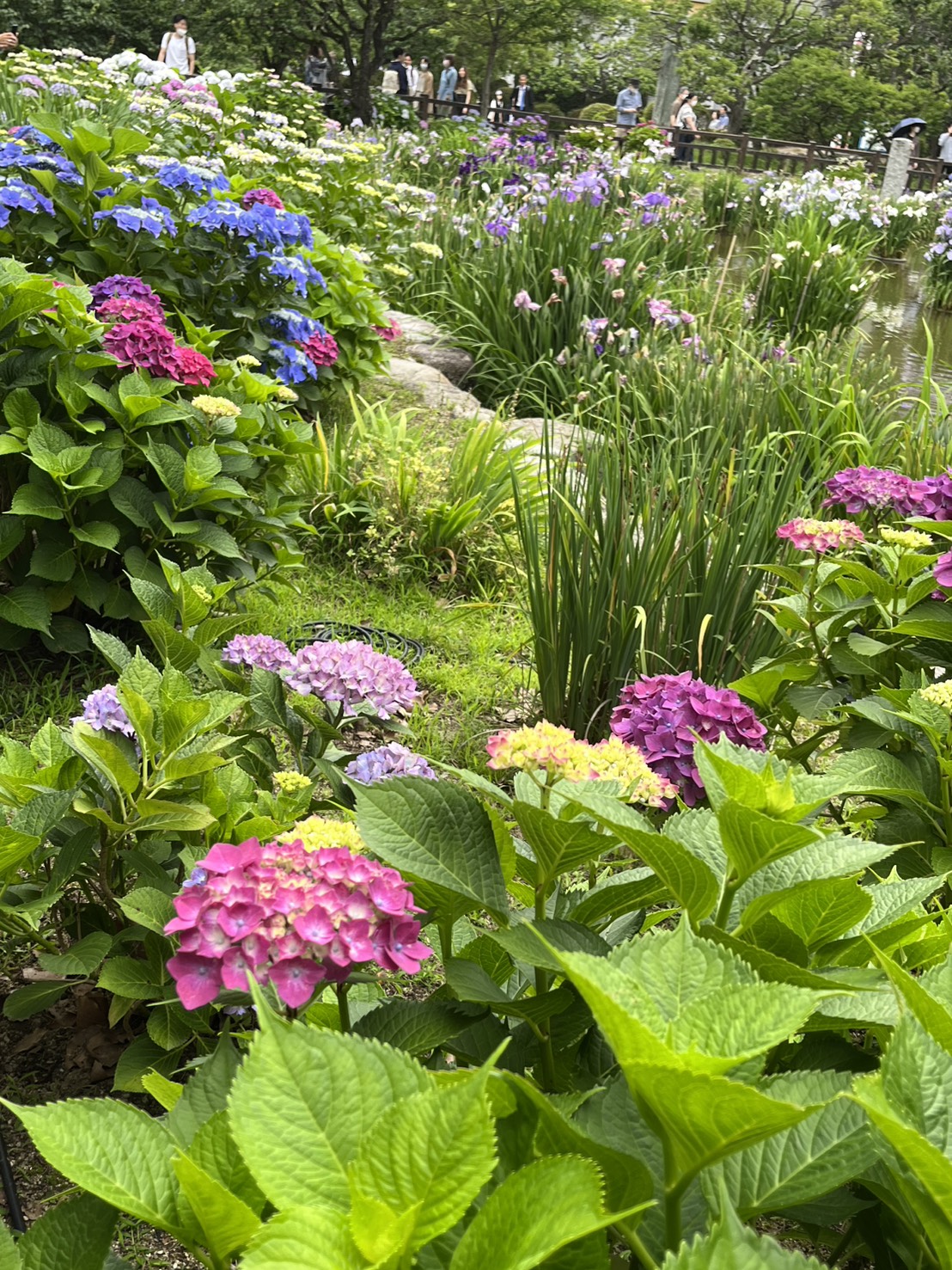 散策路沿いに咲き誇る色とりどりの紫陽花