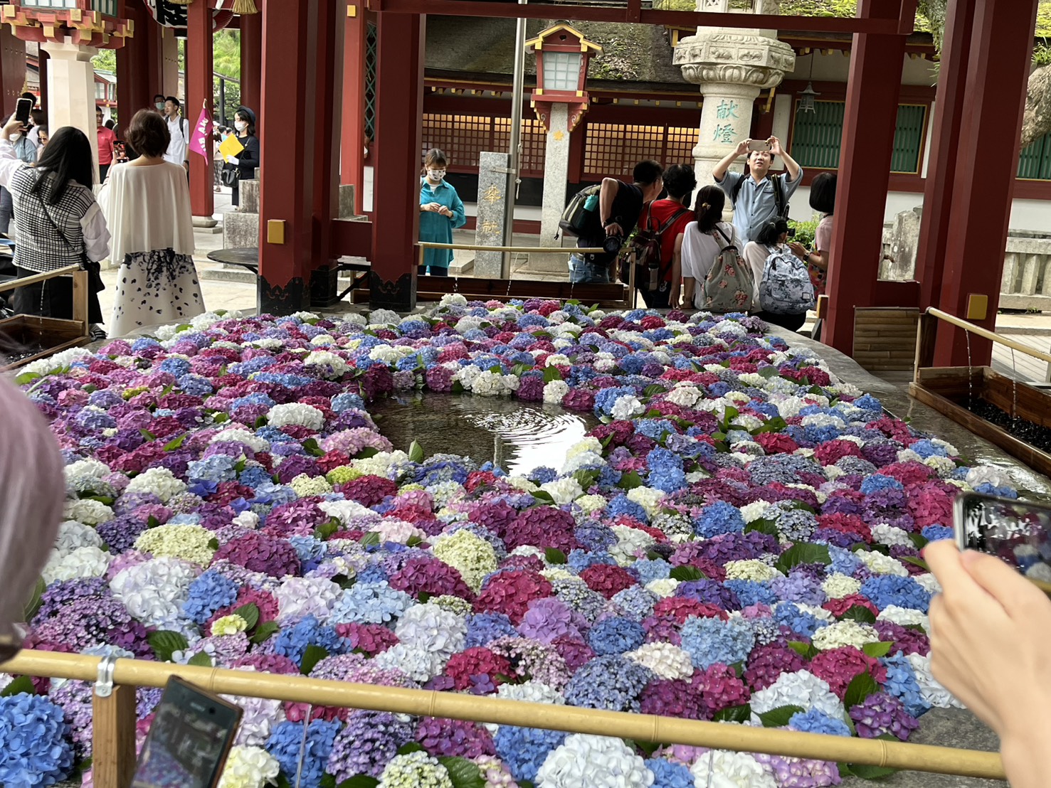 手水舎を埋め尽くす圧巻の紫陽花の花手水