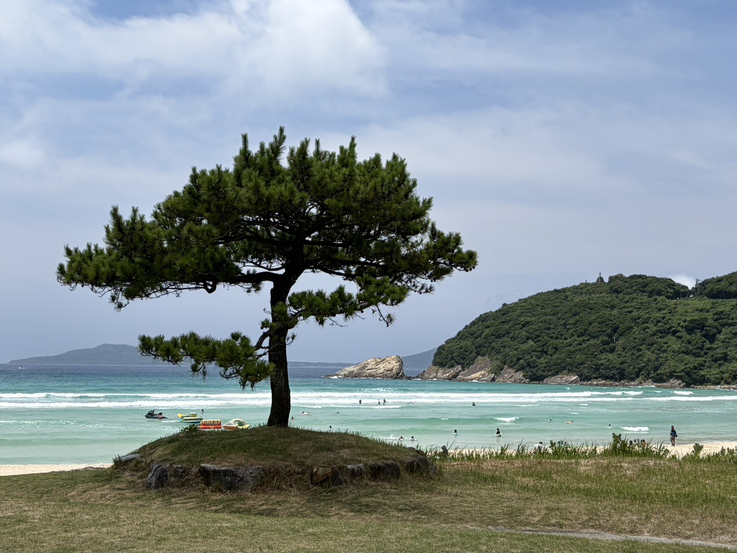 海辺にぽつんと立つ一本の松の木