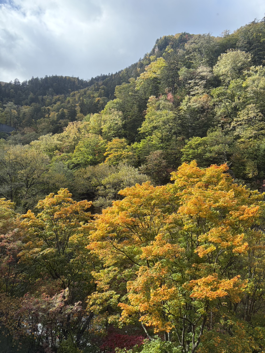 黄色く色づいた山々の紅葉